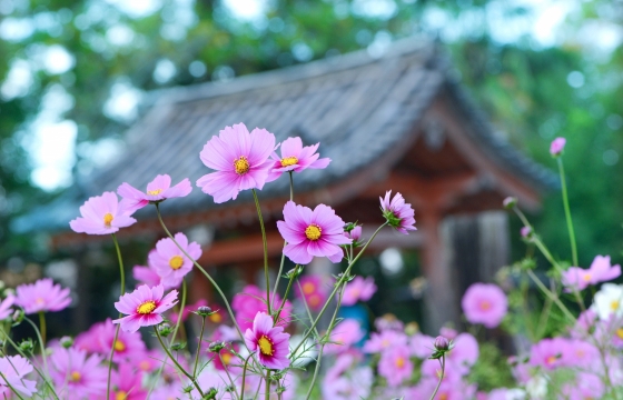 秋のお彼岸